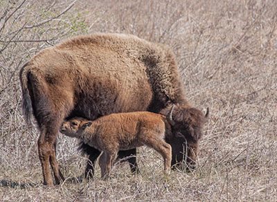 Bison calf with mother in a field in early spring.