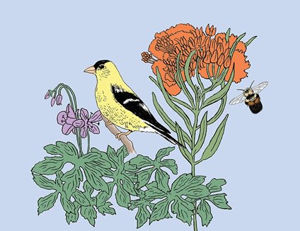 Illustration of birds on native plants