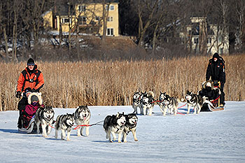 Two teams with sled dogs.